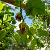Giant Granadilla (Passiflora quadrangularis L.)