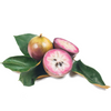 Purple Caimito, Star Apple (Chrysophyllum cainito)