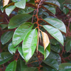 Purple Caimito, Star Apple (Chrysophyllum cainito)