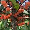 Imbe (Garcinia livingstonei)