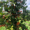 Imbe (Garcinia livingstonei)