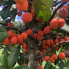 Imbe (Garcinia livingstonei)