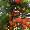 Imbe (Garcinia livingstonei)
