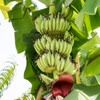 Banana 'Kokopo' (Musa acuminata)