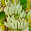 Banana 'Kokopo' (Musa acuminata)