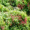 Lychee 'Brewster' (Litchi chinensis)