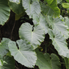 Malanga (Xanthosoma sagittifolium)