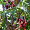 Malay Apple, Variegated (Syzygium malaccense)