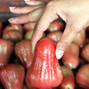 Malay Apple (Syzygium malaccense)
