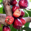 Malay Apple, Variegated (Syzygium malaccense)