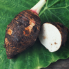 Taro 'Chinese Bun Long' (Colocasia esculenta)