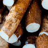 Yuca Root (Manihot esculenta)