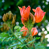 African Tulip Tree, Jamaican Donkey Pee Pee  (Spathodea campanulata)