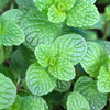 Spearmint (Mentha spicata)