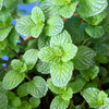 Spearmint (Mentha spicata)