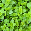 Spearmint (Mentha spicata)
