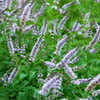 Spearmint (Mentha spicata)