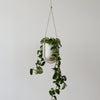 Portico Planter