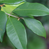 Spice Wood (Myrcia neopallens, syn. Calyptranthes pallens)