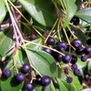 Spice Wood (Myrcia neopallens, syn. Calyptranthes pallens)
