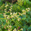 June Plum (Spondias dulcis)