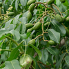 June Plum (Spondias dulcis)