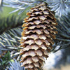 Grow Your Own CHRISTMAS TREE - Colorado Blue Spruce ( Picea Pungens Glauca ) Gift Packet of Tree Seeds