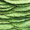 Nopales Cactus (Opuntia matudae)