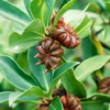 Star Anise (Illicium verum)
