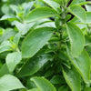 Stevia (Stevia rebaudiana)