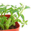 Senecio peregrinus 'String of Dolphins'