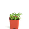 Senecio peregrinus 'String of Dolphins'