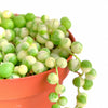 Senecio rowleyanus f. variegatus 'Variegated String of Pearls'
