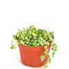Senecio rowleyanus f. variegatus 'Variegated String of Pearls'