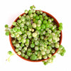 Senecio rowleyanus f. variegatus 'Variegated String of Pearls'