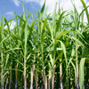 Sugar Cane 'Don Cinco'