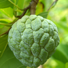 Sugar Apple 'Na Dai' (Annona squamosa L)