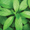 Summer Greens Bundle: Malabar Spinach, Molokhia, Longevity Spinach & Lagos Spinach