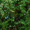 Surinam Cherry (Eugenia uniflora)