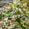 Surinam Cherry (Eugenia uniflora)