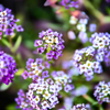 Sweet Alyssum Royal Carpet Seed Pouch