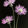 500 MIXED SWEET SULTAN Imperialis Mix Amberboa Moschata Centaurea Flower Seeds - Pink, Rose, Lilac, Purple, Mauve, White, & Yellow