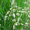 Sweetgrass (Hierochloe odorata)