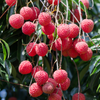Lychee 'Sweetheart' (Litchi chinensis)
