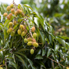 Lychee 'Sweetheart' (Litchi chinensis)