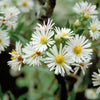 100 WHITE HEATH ASTER Prairie Ericoides Flower Seeds
