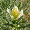 Syrian Rue (Peganum harmala)