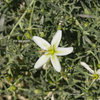 Syrian Rue (Peganum harmala)