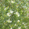 Syrian Rue (Peganum harmala)