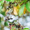 Jamun (Syzygium cumini)